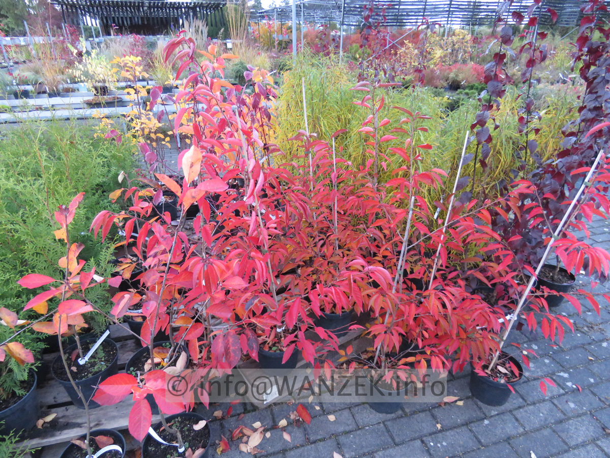 Prunus incisa Paean 11 Herbst.JPG